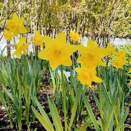 Primestay * Nicolosi